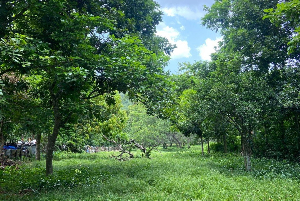 Twelfth image of Old Porus Road Manchester in Porus, Manchester, Jamaica - property is For Sale