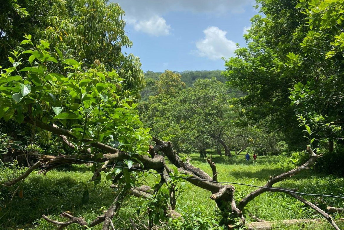 Fifteenth image of Old Porus Road Manchester in Porus, Manchester, Jamaica - property is For Sale