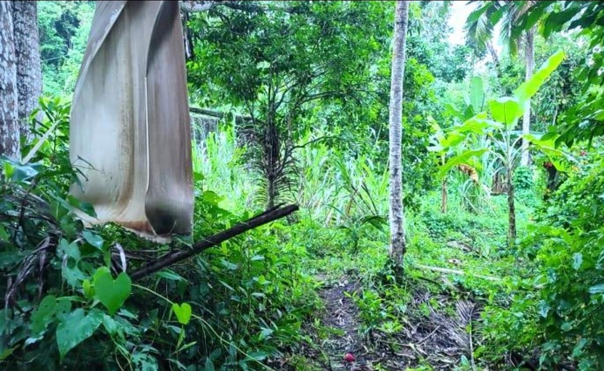 Second image of Warwick Castle Hyde Park in Galina, St. Mary, Jamaica - property is For Sale