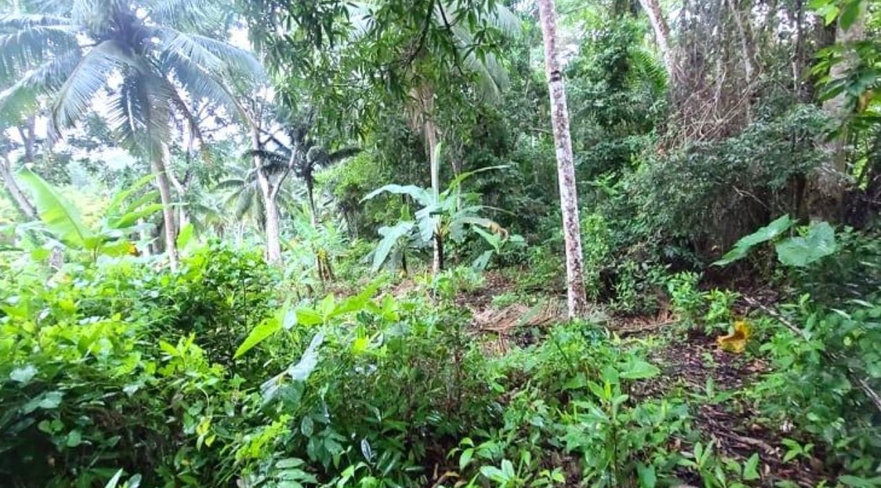 Fourth image of Warwick Castle Hyde Park in Galina, St. Mary, Jamaica - property is For Sale