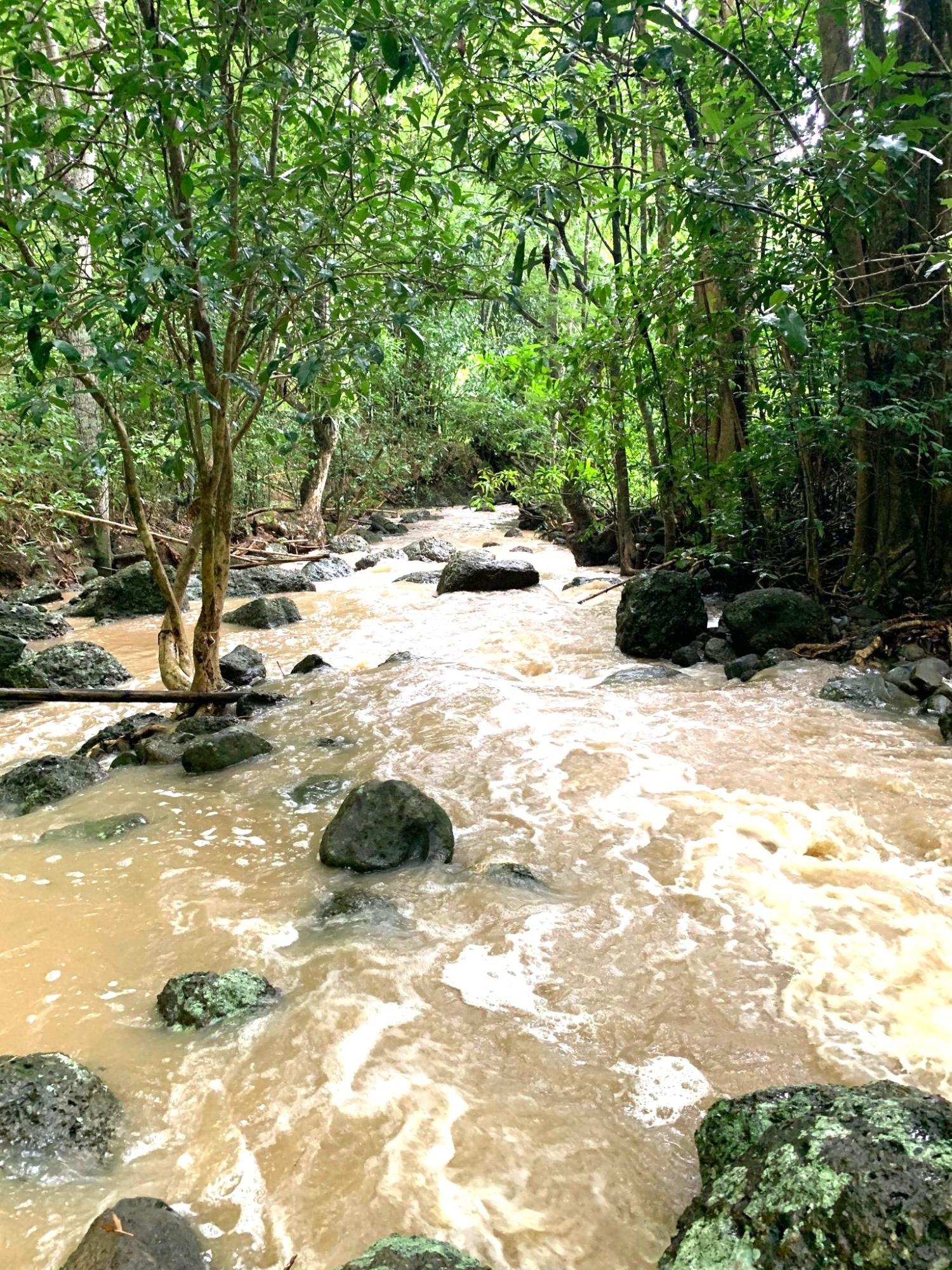 Twelfth image of Rothsey Cove Harding Hall in Green Island, Hanover, Jamaica - property is For Rent