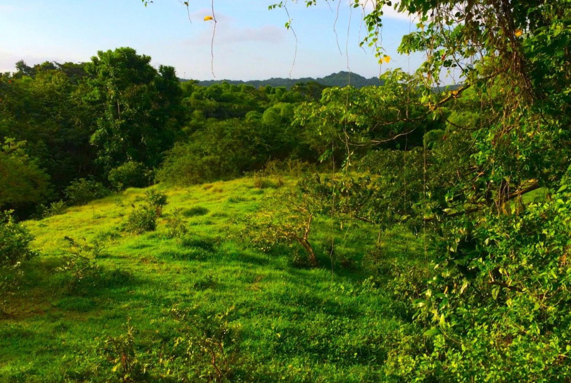 Seventeenth image of Rothsey Cove Harding Hall in Green Island, Hanover, Jamaica - property is For Rent