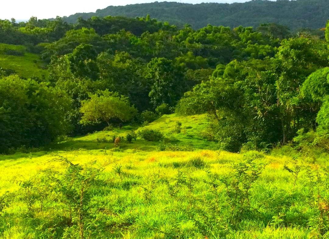 Eighteenth image of Rothsey Cove Harding Hall in Green Island, Hanover, Jamaica - property is For Rent