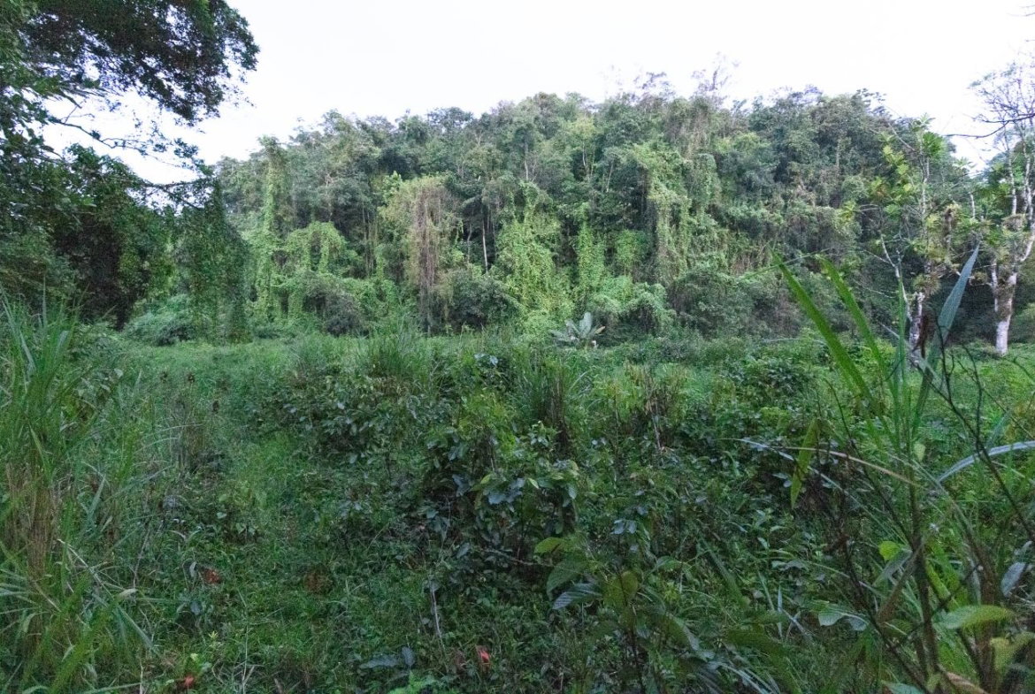 Eleventh image of 41 Greenock in Cave Valey, St. Ann, Jamaica - property is For Sale