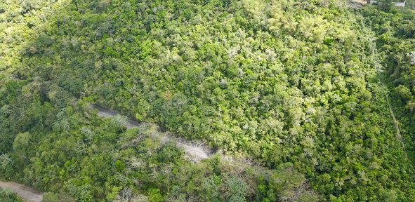 Seventh image of Red Hills Road/woodlands in Red Hills, St. Andrew, Jamaica - property is For Sale