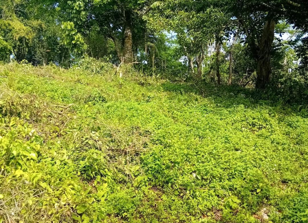 Fifth image of Anchovy P.o , st .james in Mount Carey, St. James, Jamaica - property is For Sale