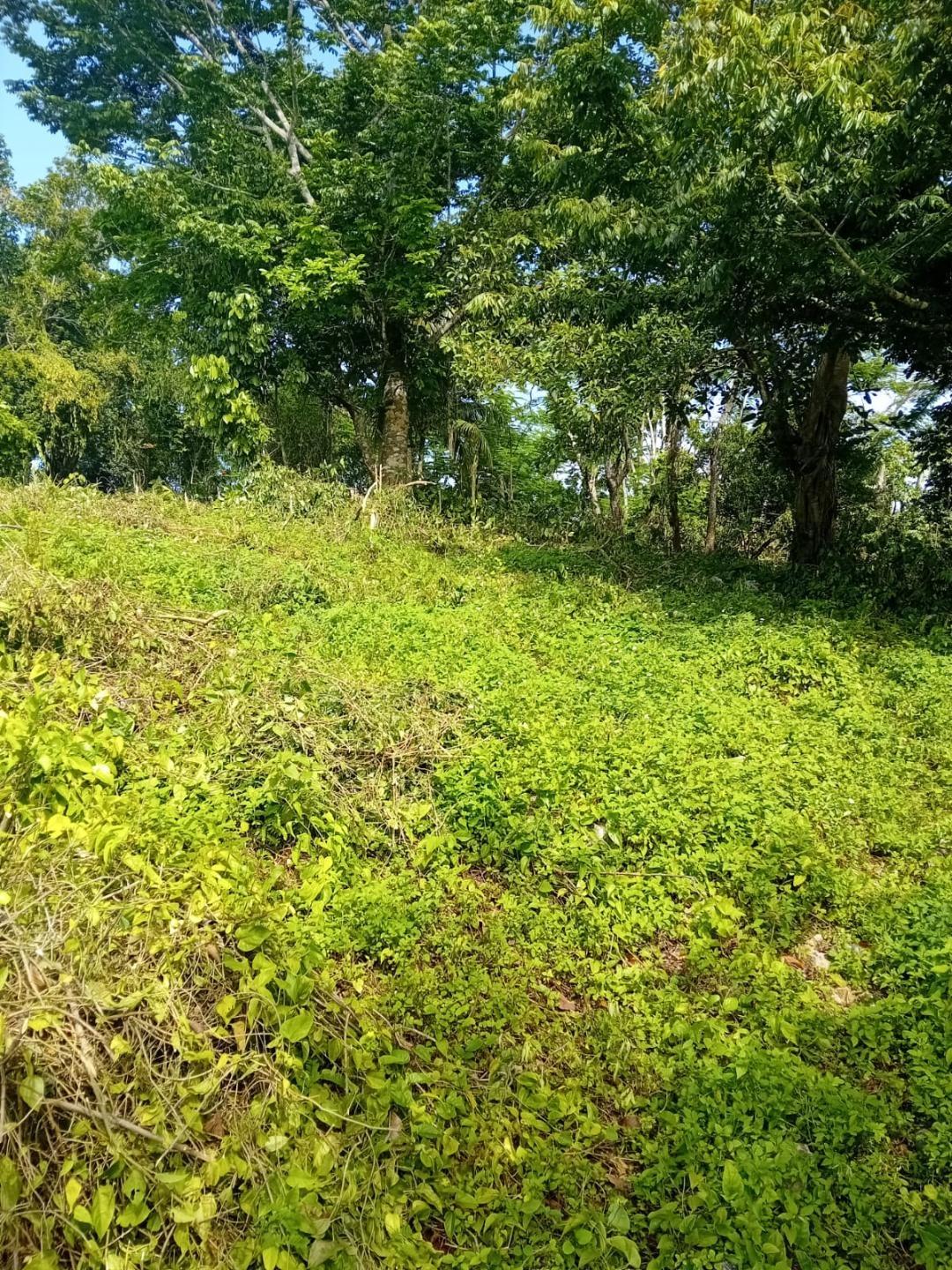 2-Acre-Residential-Lot-for-Sale-in-Anchovy-St.-James-Jamaica Fifth image of Anchovy P.o , st .james in Mount Carey, St. James, Jamaica - property is For Sale