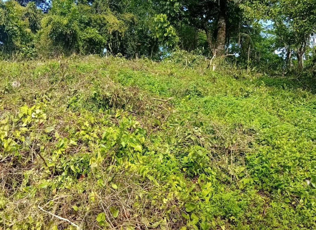 Seventh image of Anchovy P.o , st .james in Mount Carey, St. James, Jamaica - property is For Sale