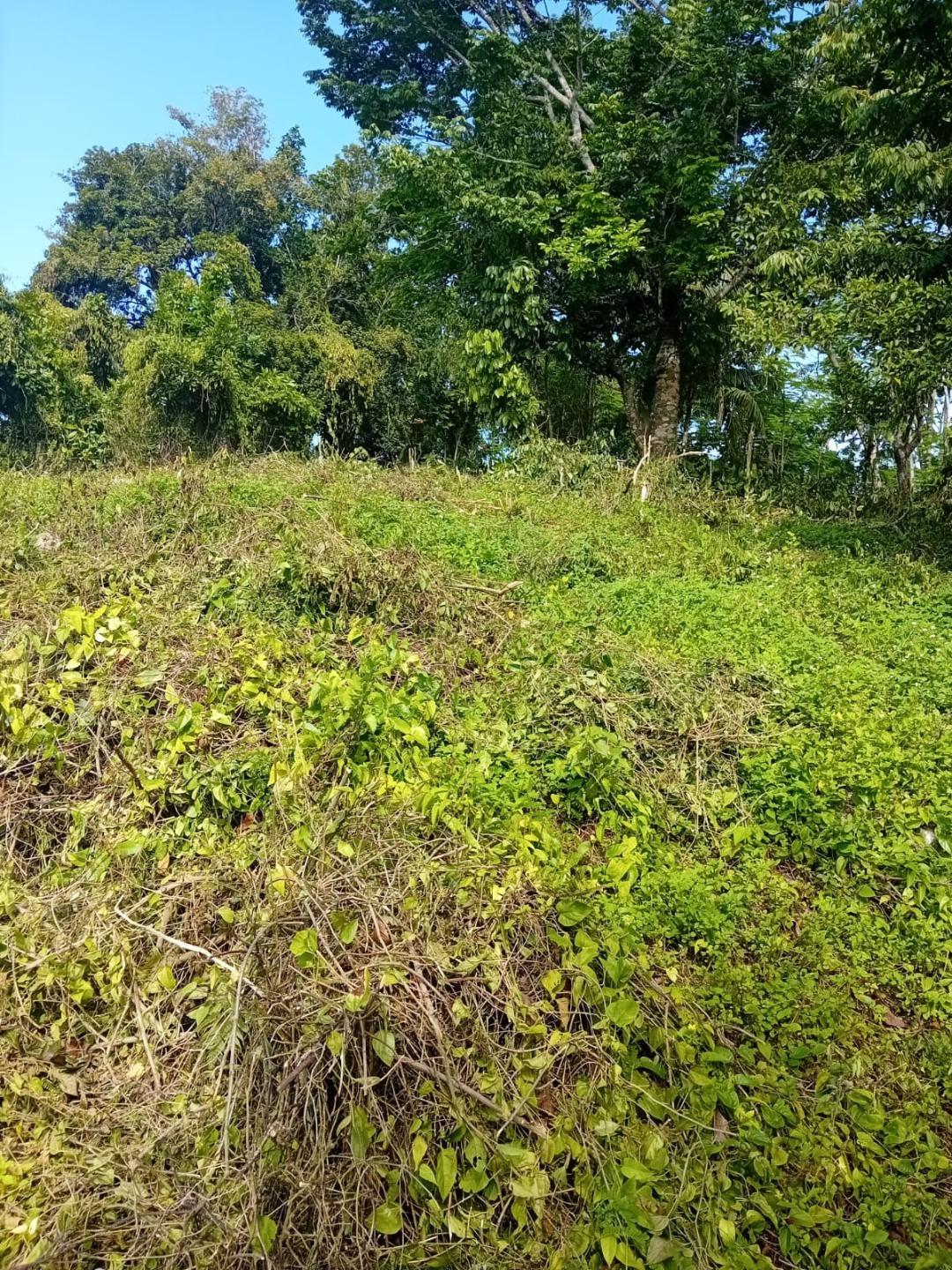 2-Acre-Residential-Lot-for-Sale-in-Anchovy-St.-James-Jamaica Seventh image of Anchovy P.o , st .james in Mount Carey, St. James, Jamaica - property is For Sale