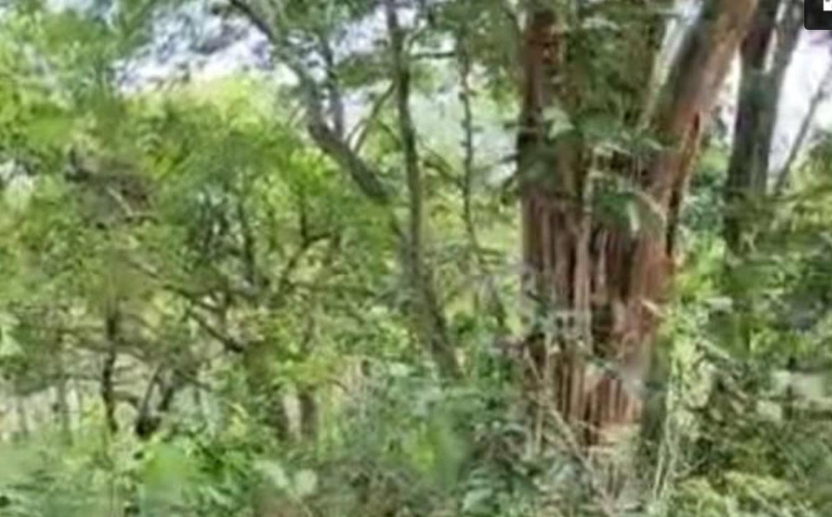 Second image of Brompton, St. Elizabeth in Fyffes Pen, St. Elizabeth, Jamaica - property is For Sale