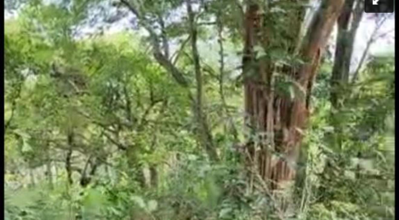 Second image of Brompton, St. Elizabeth in Fyffes Pen, St. Elizabeth, Jamaica - property is For Sale