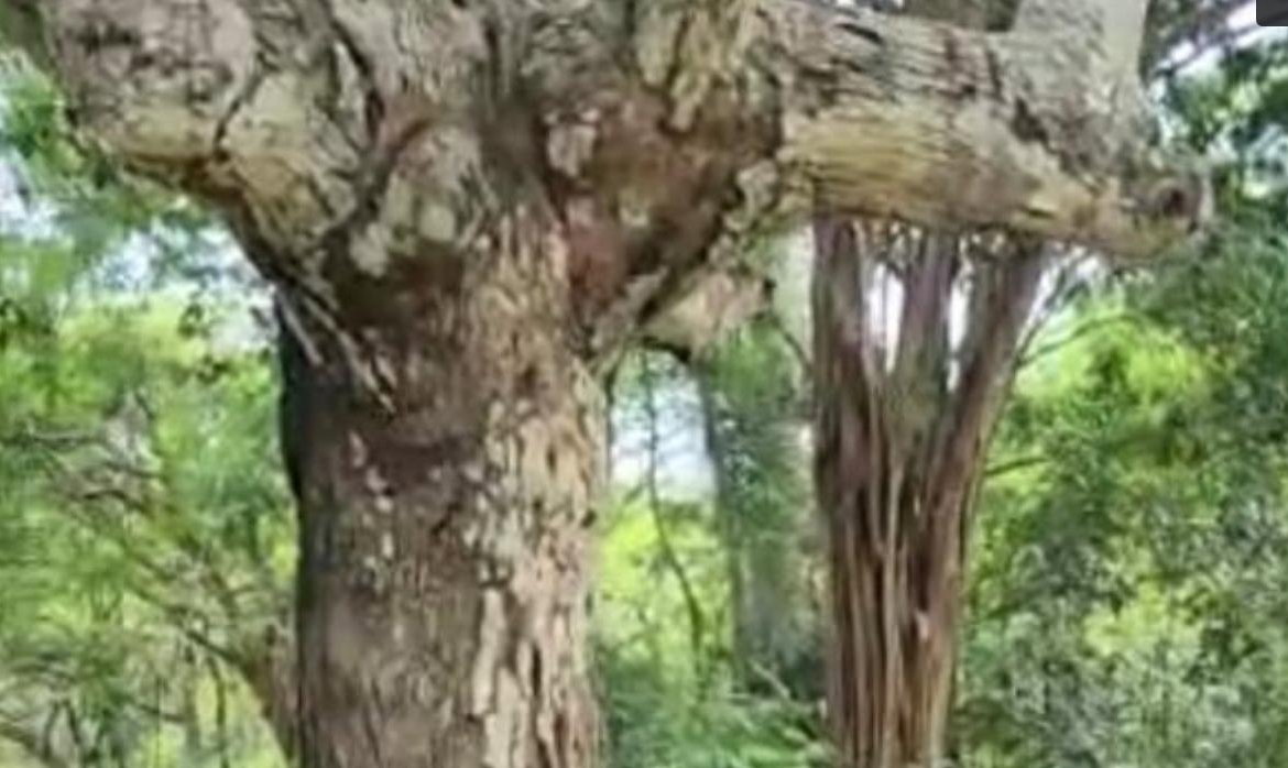 First image of Brompton, St. Elizabeth in Fyffes Pen, St. Elizabeth, Jamaica - property is For Sale