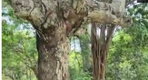 First image of Brompton, St. Elizabeth in Fyffes Pen, St. Elizabeth, Jamaica - property is For Sale