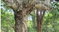 First image of Brompton, St. Elizabeth in Fyffes Pen, St. Elizabeth, Jamaica - property is For Sale