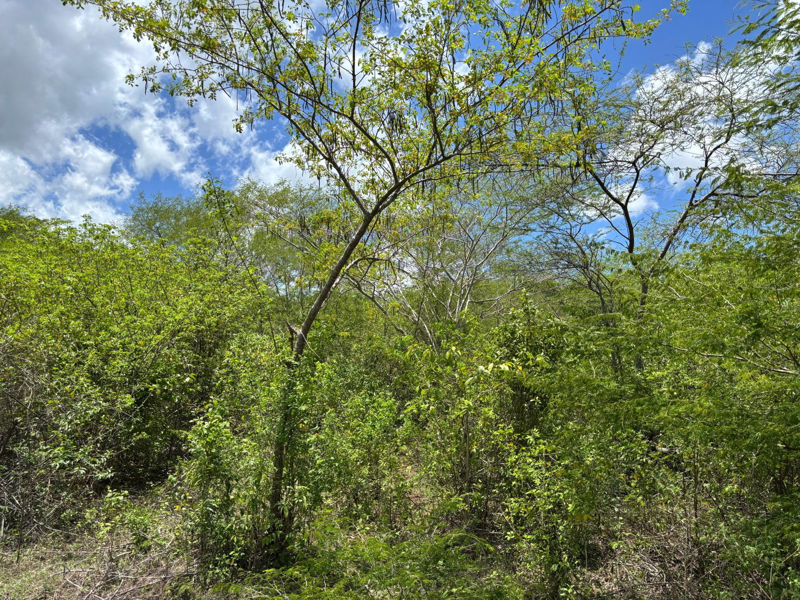 Tenth image of Treadlight in May Pen, Clarendon, Jamaica - property is For Sale