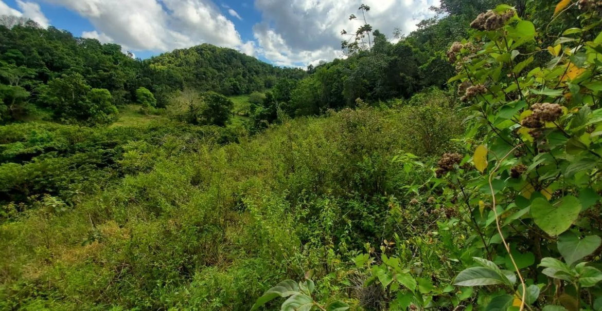 Third image of Wiltshire st James in Wiltshire, St. James, Jamaica - property is For Sale