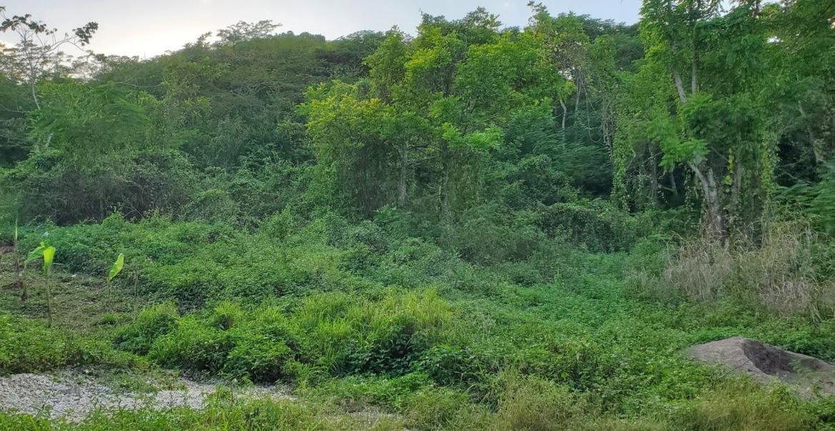 Fourth image of Wiltshire st James in Wiltshire, St. James, Jamaica - property is For Sale