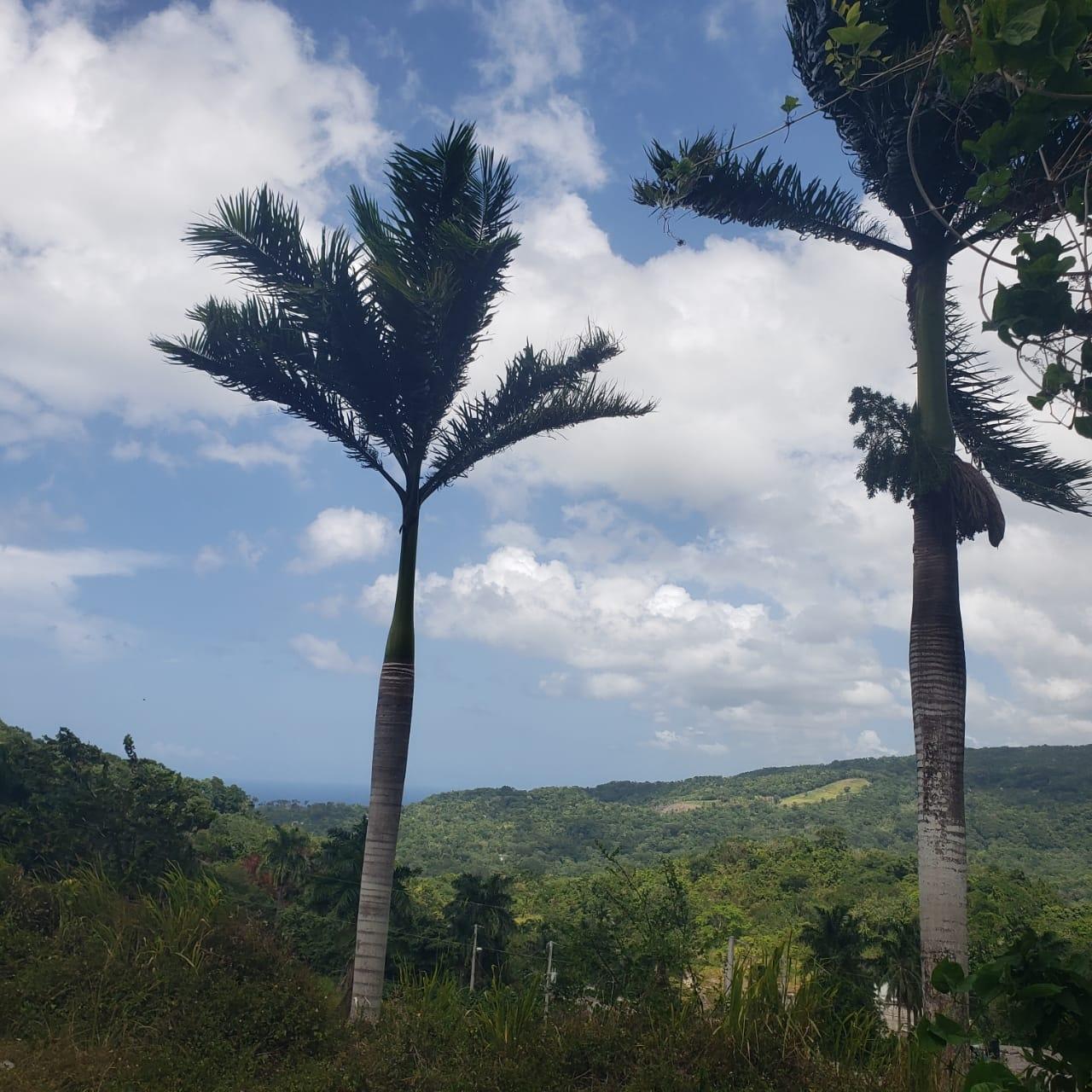 Second image of Liberty Hill in Lime Hall, St. Ann, Jamaica - property is For Sale