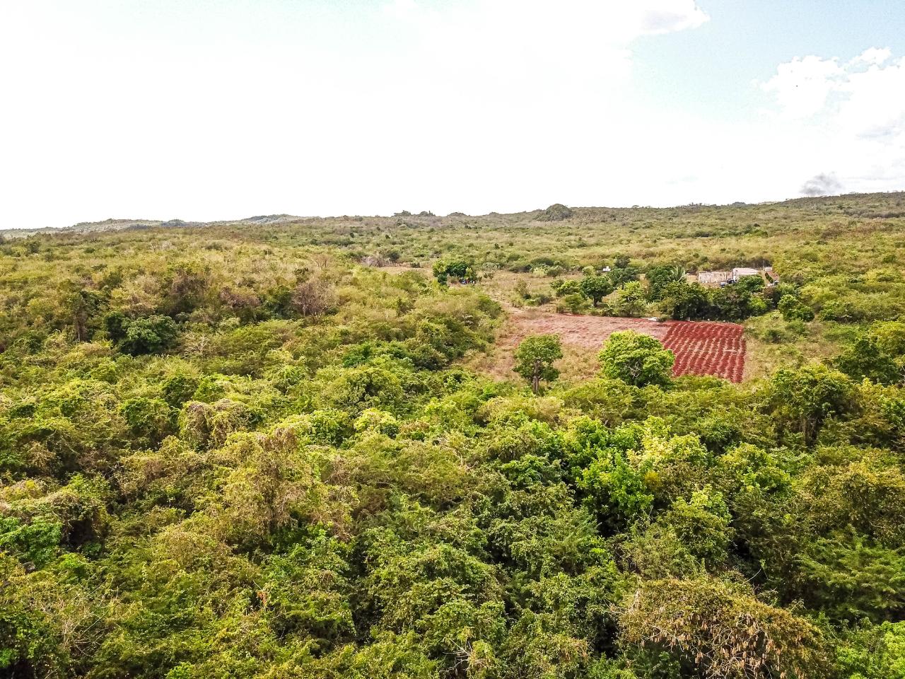 25-Acres-Farmland-for-Sale-in-Bammy-Hall-St.-Catherine-Jamaica-Development-Land-with-Utilities Twenty-Sixth image of Bammy Hall Kitson Town st in Guanaboa Vale, St. Catherine, Jamaica - property is For Sale