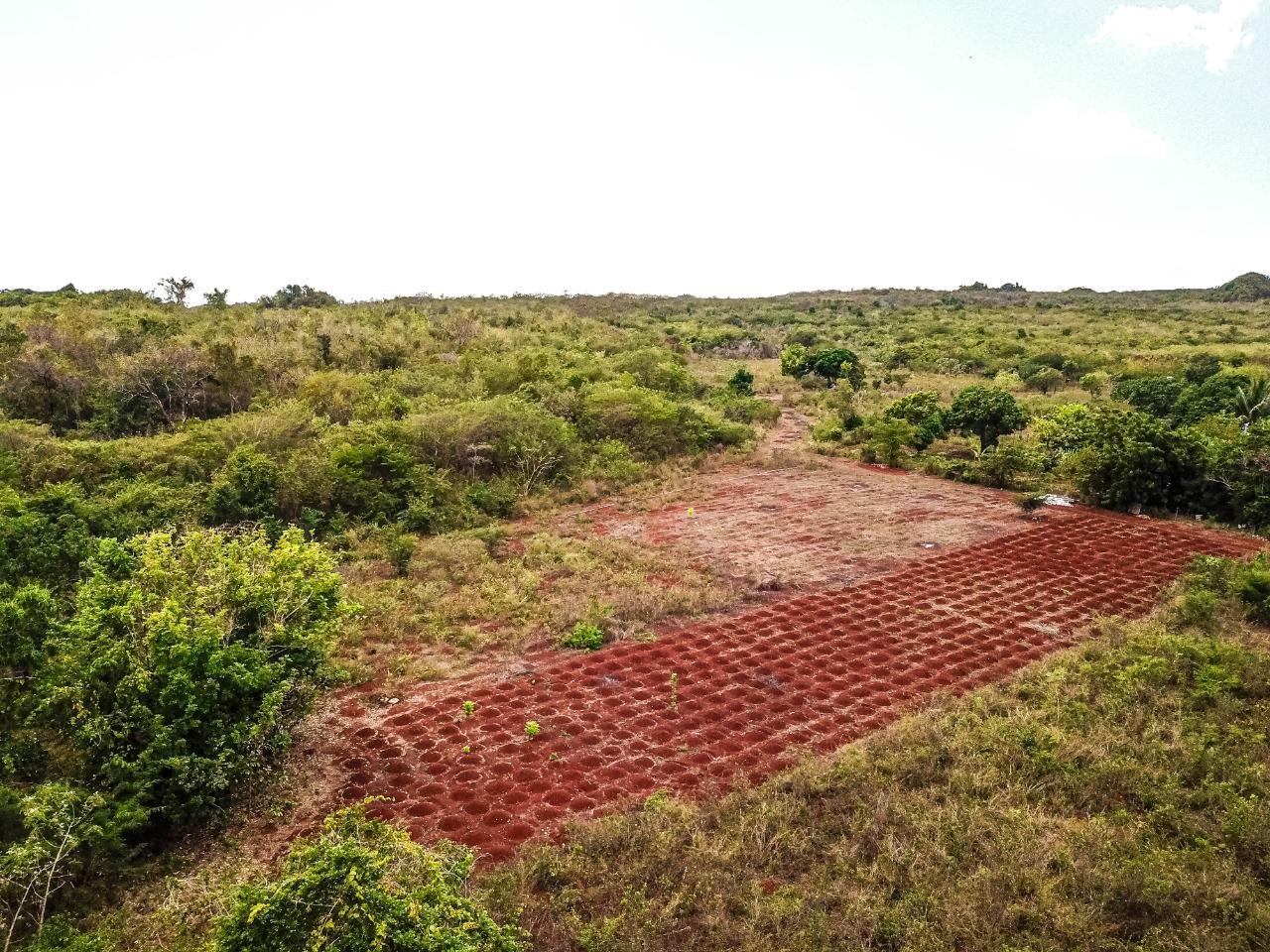 25-Acres-Farmland-for-Sale-in-Bammy-Hall-St.-Catherine-Jamaica-Development-Land-with-Utilities Twenty-Eighth image of Bammy Hall Kitson Town st in Guanaboa Vale, St. Catherine, Jamaica - property is For Sale