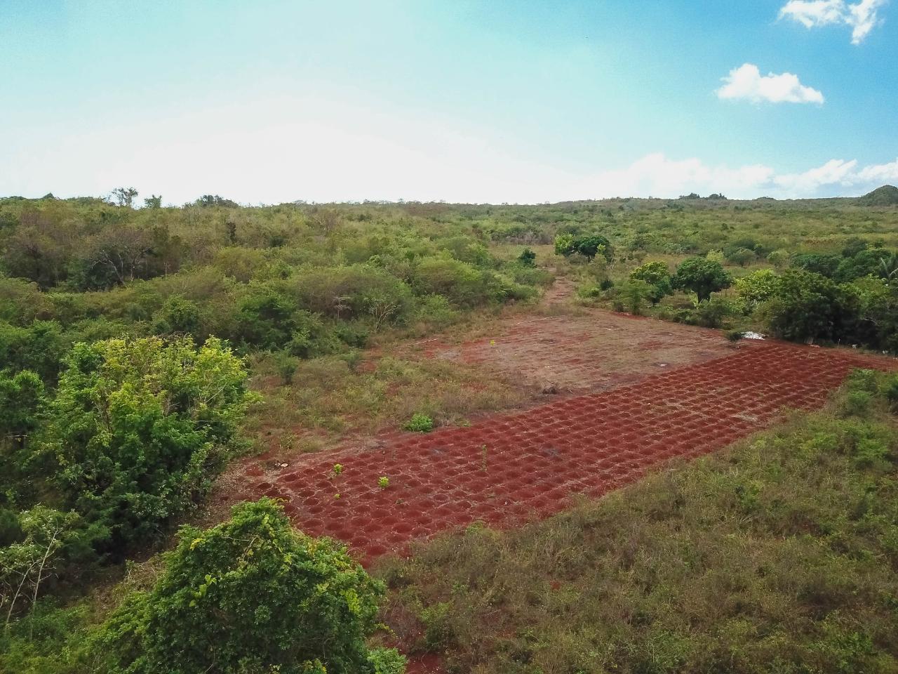 25-Acres-Farmland-for-Sale-in-Bammy-Hall-St.-Catherine-Jamaica-Development-Land-with-Utilities Twenty-Ninth image of Bammy Hall Kitson Town st in Guanaboa Vale, St. Catherine, Jamaica - property is For Sale