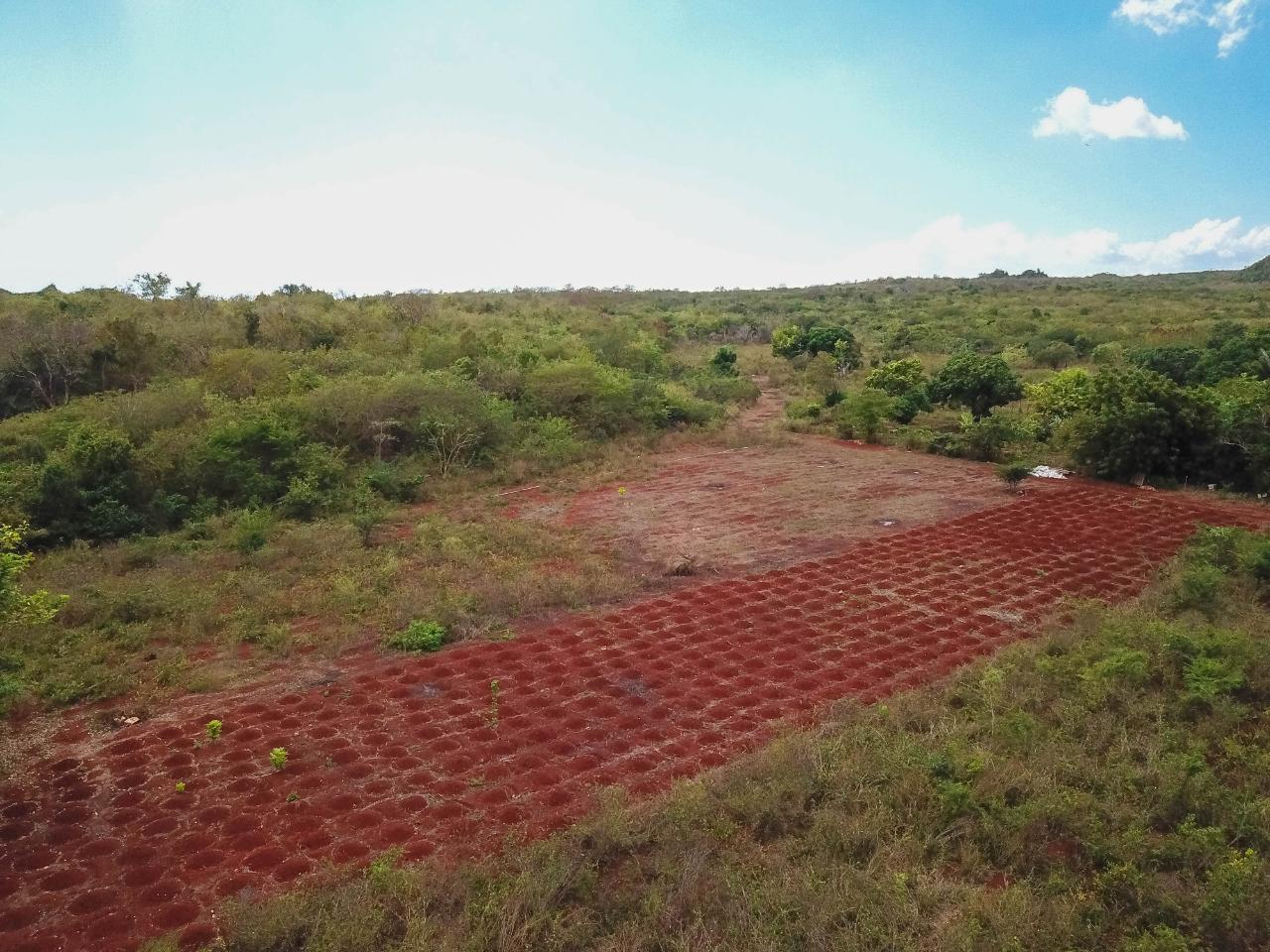 25-Acres-Farmland-for-Sale-in-Bammy-Hall-St.-Catherine-Jamaica-Development-Land-with-Utilities Thirtieth image of Bammy Hall Kitson Town st in Guanaboa Vale, St. Catherine, Jamaica - property is For Sale