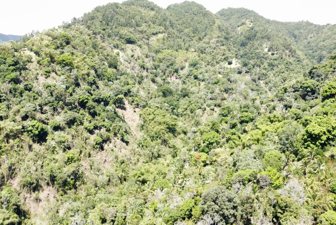 Second image of Belle Vue in Bellevue, Portland, Jamaica - property is For Sale
