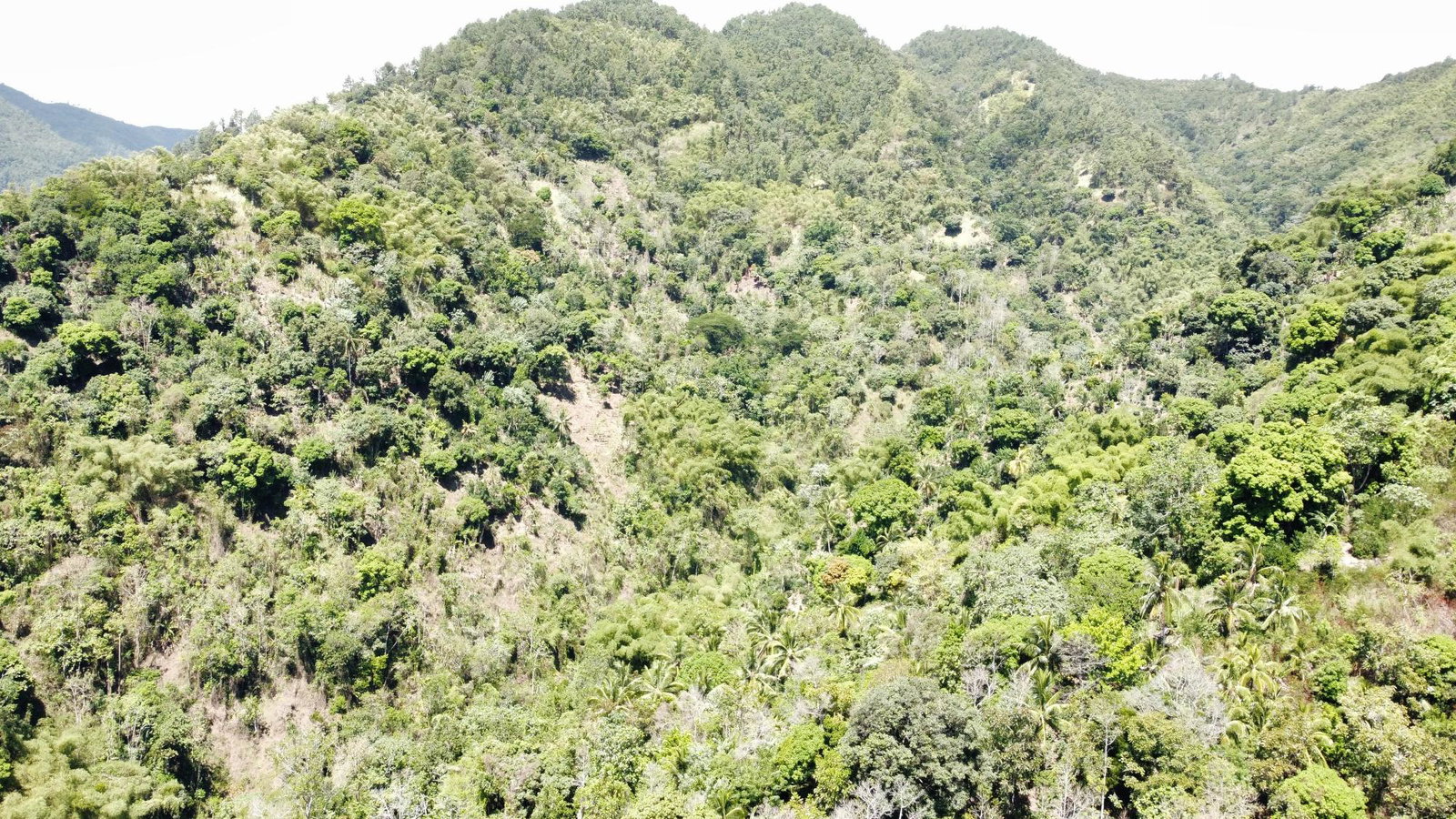Second image of Belle Vue in Bellevue, Portland, Jamaica - property is For Sale