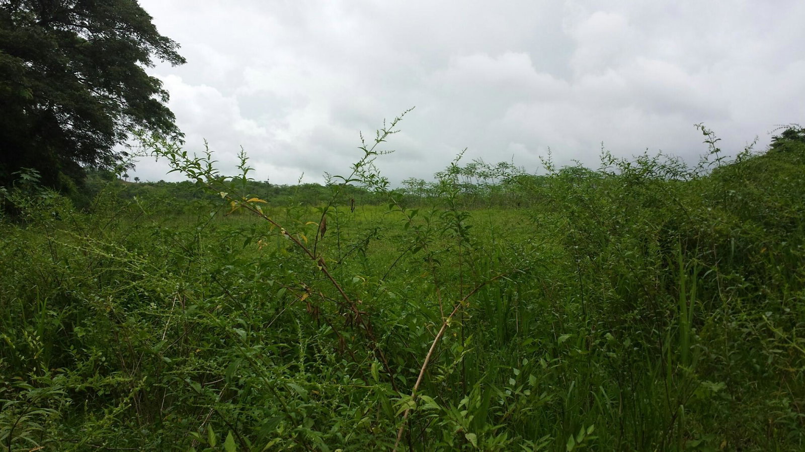 Second image of Rock River Main Road in Becford Kraal, Clarendon, Jamaica - property is For Sale