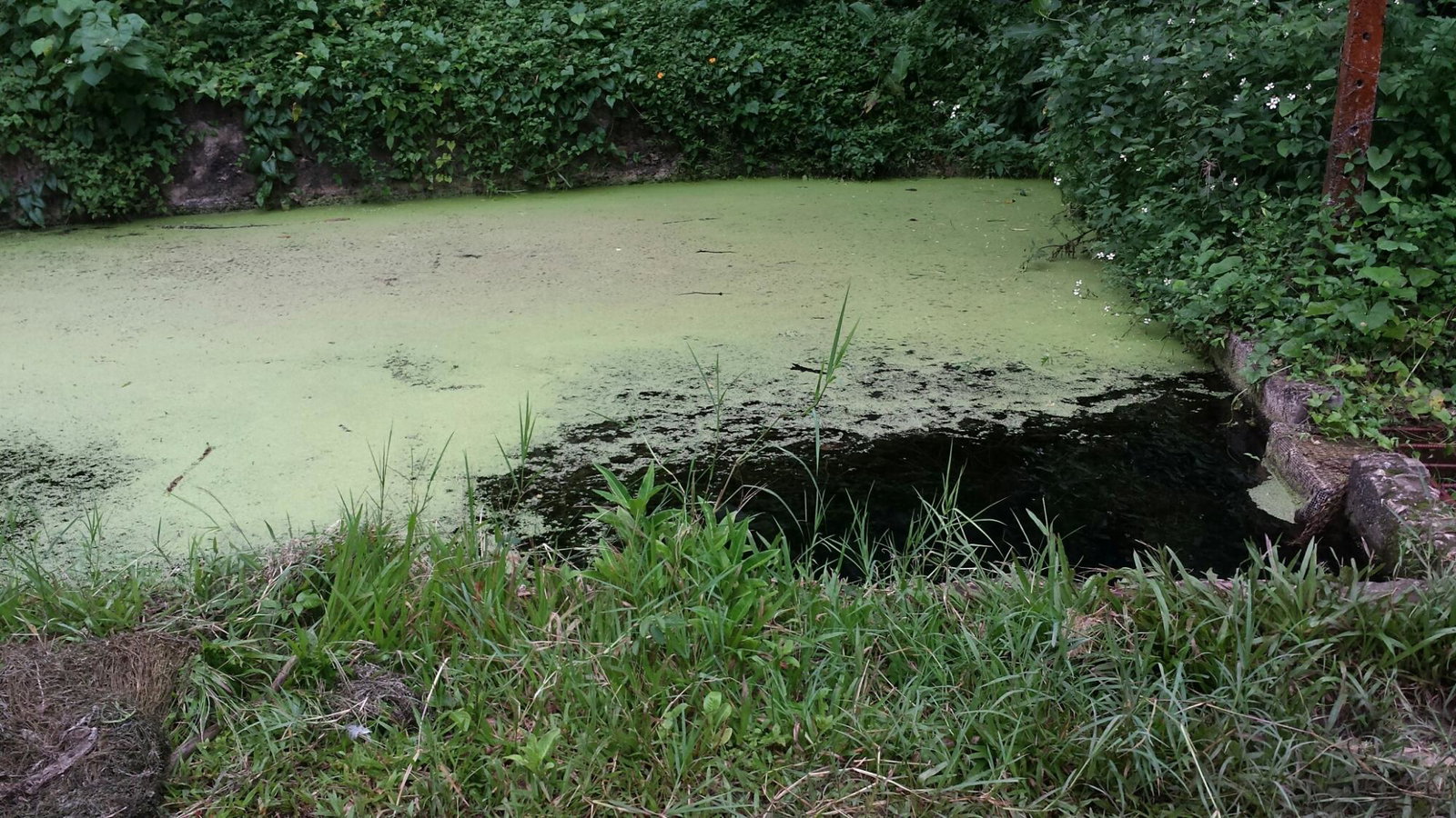 Third image of Rock River Main Road in Becford Kraal, Clarendon, Jamaica - property is For Sale