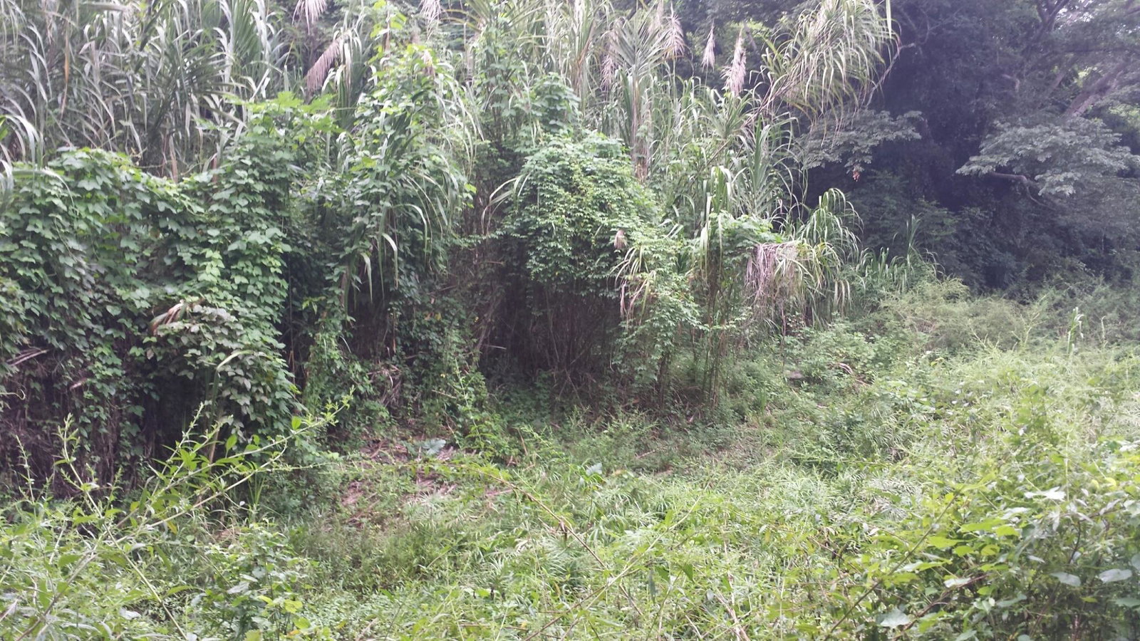 Seventh image of Rock River Main Road in Becford Kraal, Clarendon, Jamaica - property is For Sale