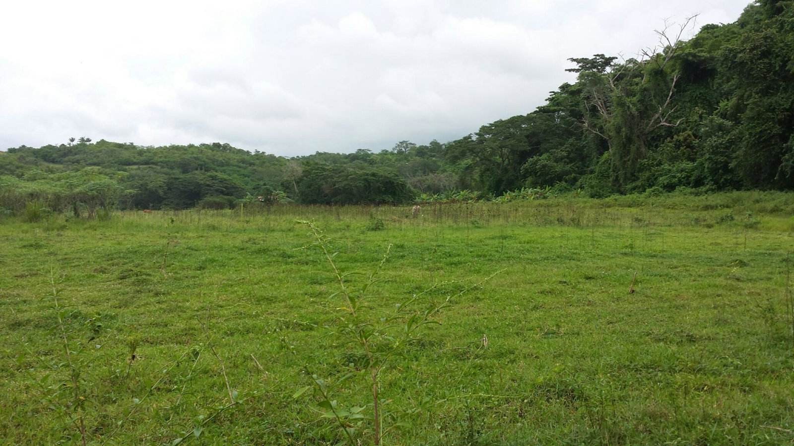 First image of Rock River Main Road in Becford Kraal, Clarendon, Jamaica - property is For Sale