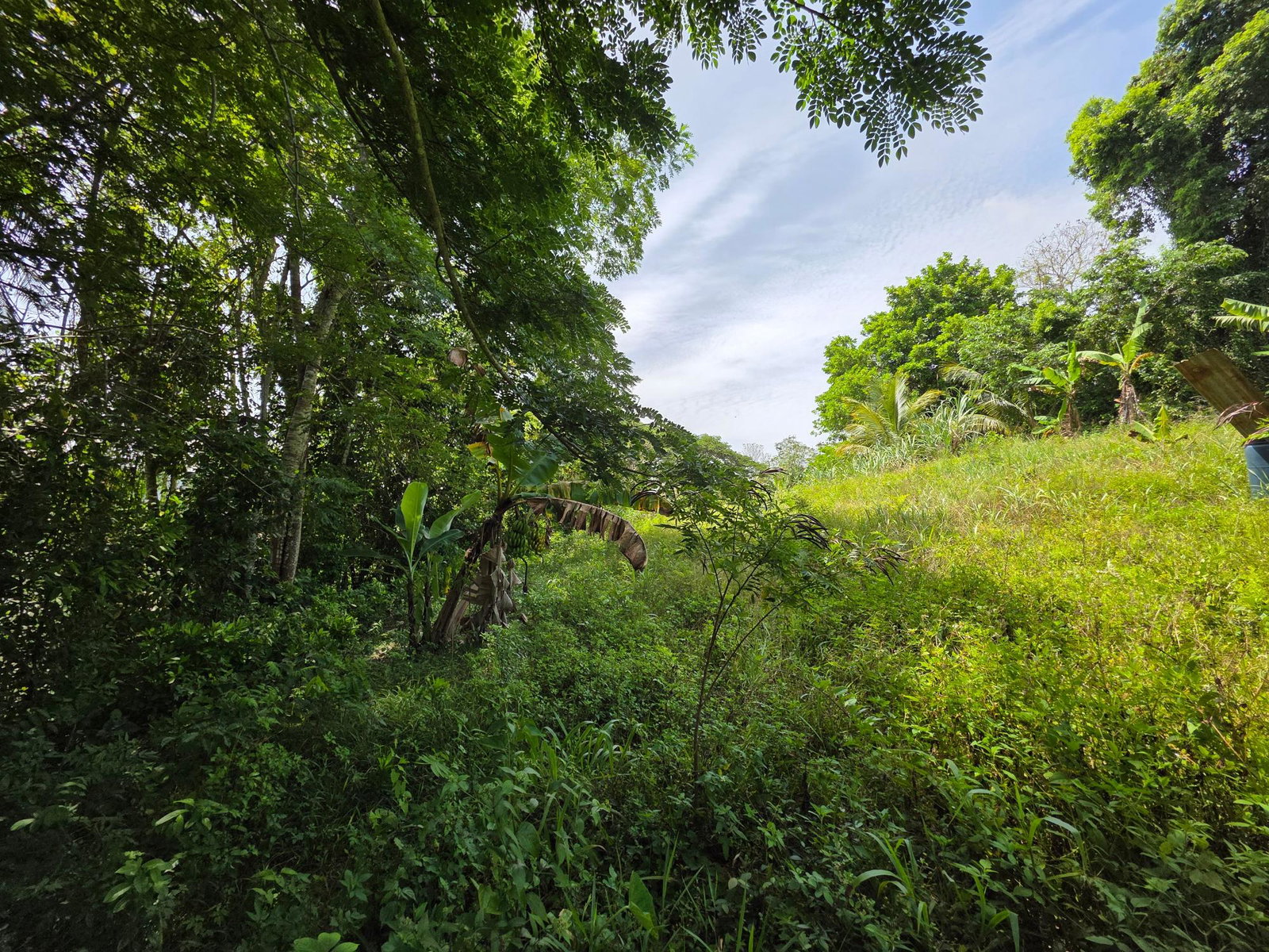 First image of Warwick Castle in Gayle, St. Mary, Jamaica - property is For Sale