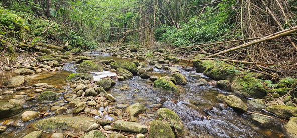 Fourteenth image of Halifax St. Mary in Halifax, St. Mary, Jamaica - property is For Sale