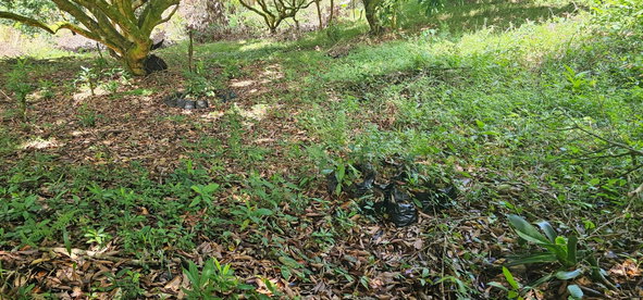 Sixteenth image of Halifax St. Mary in Halifax, St. Mary, Jamaica - property is For Sale