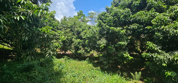 Seventeenth image of Halifax St. Mary in Halifax, St. Mary, Jamaica - property is For Sale