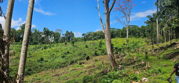 Nineteenth image of Halifax St. Mary in Halifax, St. Mary, Jamaica - property is For Sale