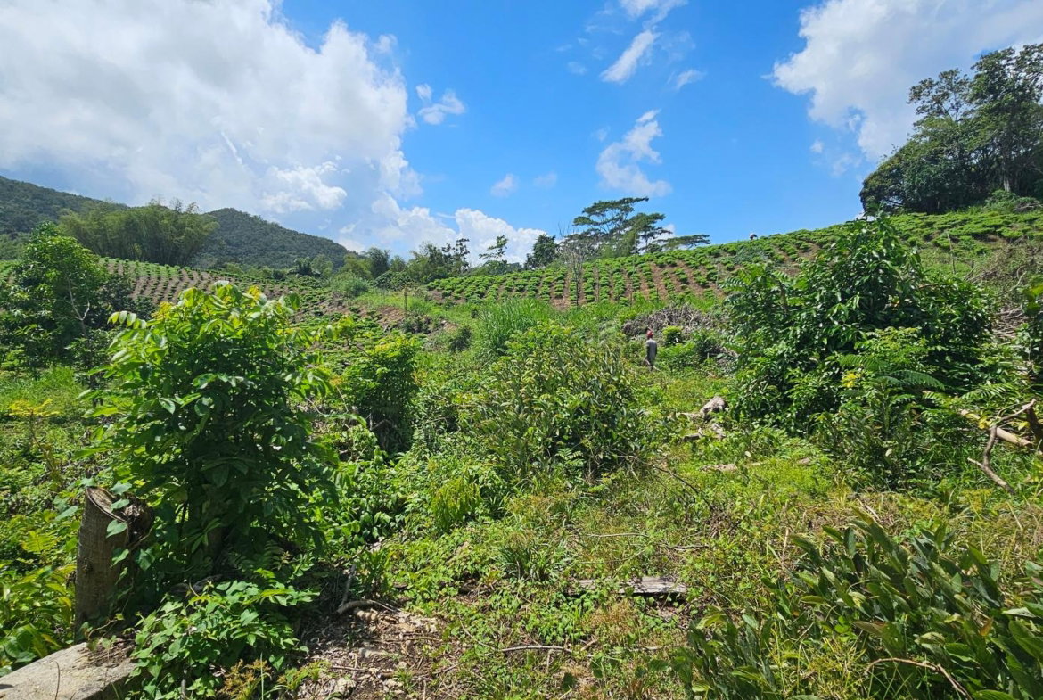 Twentieth image of Halifax St. Mary in Halifax, St. Mary, Jamaica - property is For Sale