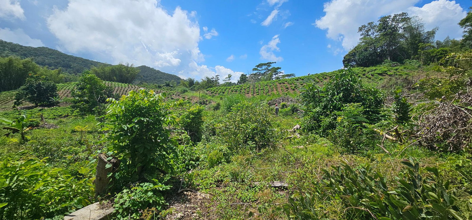 Twentieth image of Halifax St. Mary in Halifax, St. Mary, Jamaica - property is For Sale