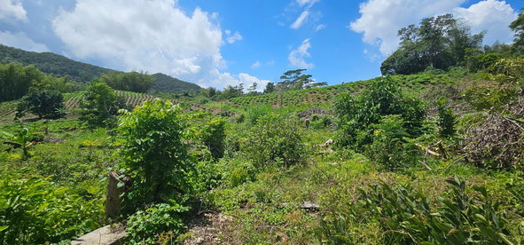 Twentieth image of Halifax St. Mary in Halifax, St. Mary, Jamaica - property is For Sale