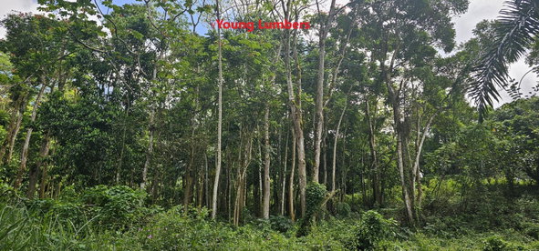 Twenty-Fourth image of Halifax St. Mary in Halifax, St. Mary, Jamaica - property is For Sale