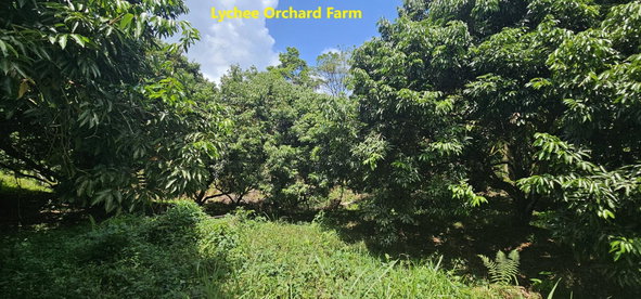Twenty-Fifth image of Halifax St. Mary in Halifax, St. Mary, Jamaica - property is For Sale