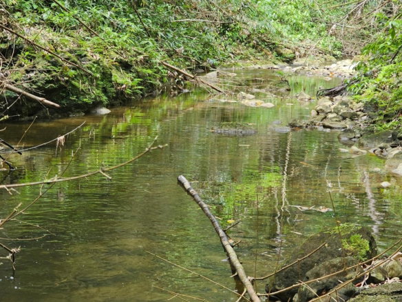 First image of Halifax St. Mary in Halifax, St. Mary, Jamaica - property is For Sale
