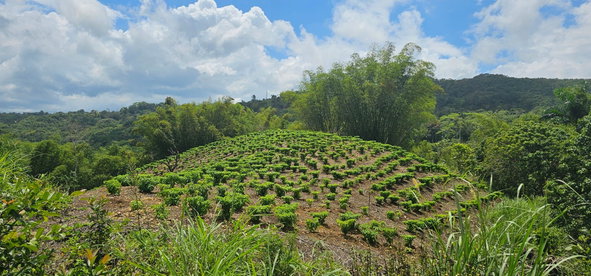 Seventh image of Halifax St. Mary in Halifax, St. Mary, Jamaica - property is For Sale