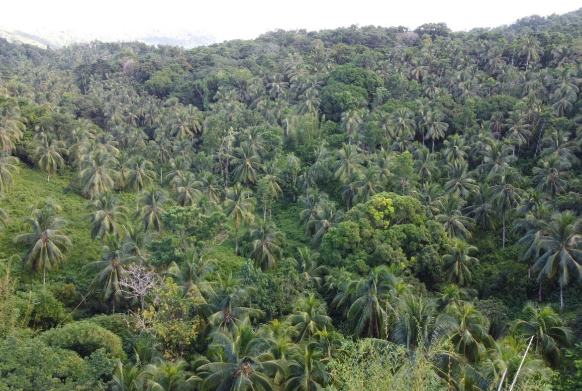 Fourteenth image of St. Margret's Bay in St. Margaret's Bay, Portland, Jamaica - property is For Sale