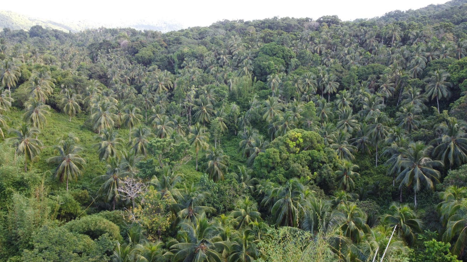 Fourteenth image of St. Margret's Bay in St. Margaret's Bay, Portland, Jamaica - property is For Sale