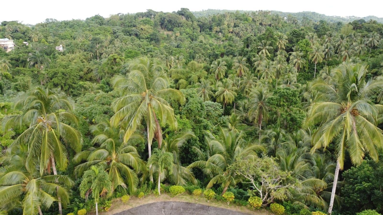 Fourth image of St. Margret's Bay in St. Margaret's Bay, Portland, Jamaica - property is For Sale