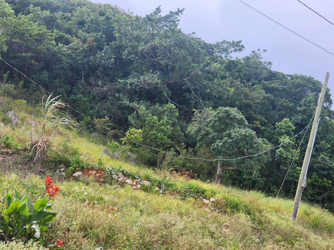 Eighth image of 15 Wicwar Huntley Mandevill in Huntley, Manchester, Jamaica - property is For Sale