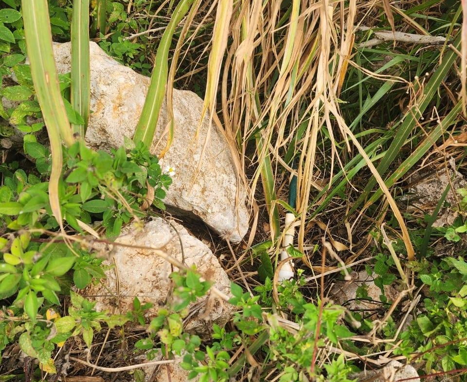 Tenth image of 15 Wicwar Huntley Mandevill in Huntley, Manchester, Jamaica - property is For Sale