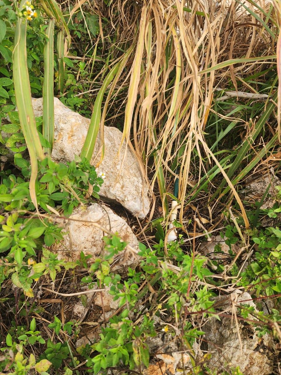 Tenth image of 15 Wicwar Huntley Mandevill in Huntley, Manchester, Jamaica - property is For Sale